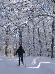 It was too cold to take pictures, but this one from Google captures Parc du Mont Royal perfectly. 